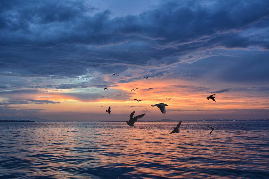 Seagulls fly over calm ocean water at sunset, with colorful clouds and a distant shoreline visible in the background.