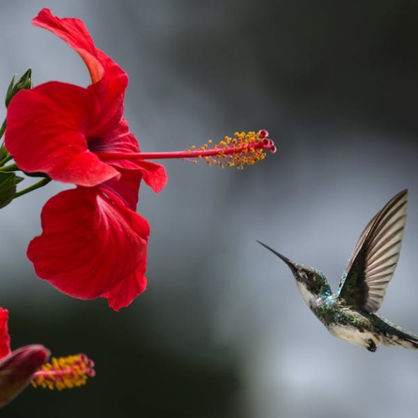 A hummingbird hovers in mid-air near a bright red hibiscus flower, with its wings outstretched and background blurred.