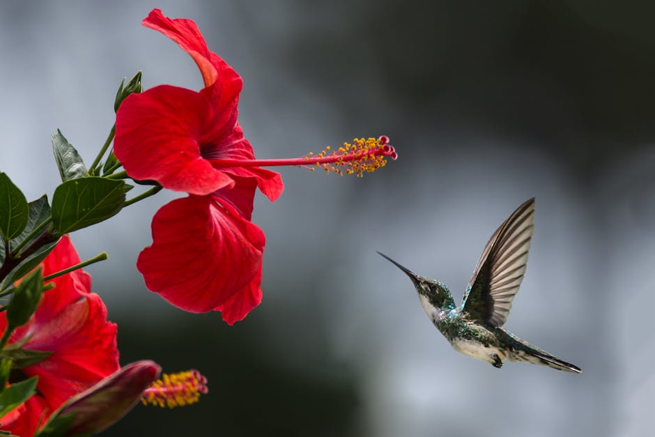 A hummingbird hovers in mid-air near a bright red hibiscus flower, with its wings outstretched and background blurred.
