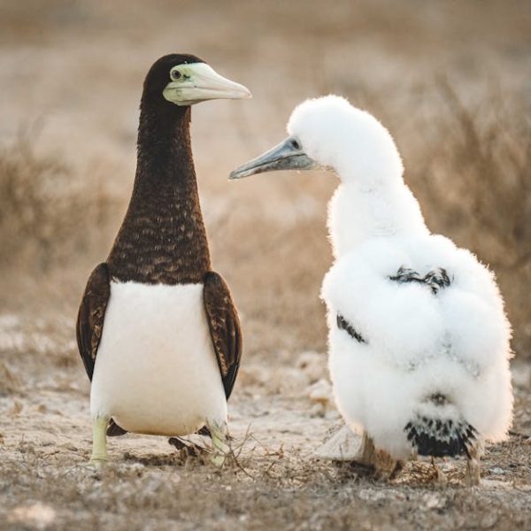 An adult brown and white seabird stands next to a fluffy white juvenile bird on a sandy ground with sparse grass.