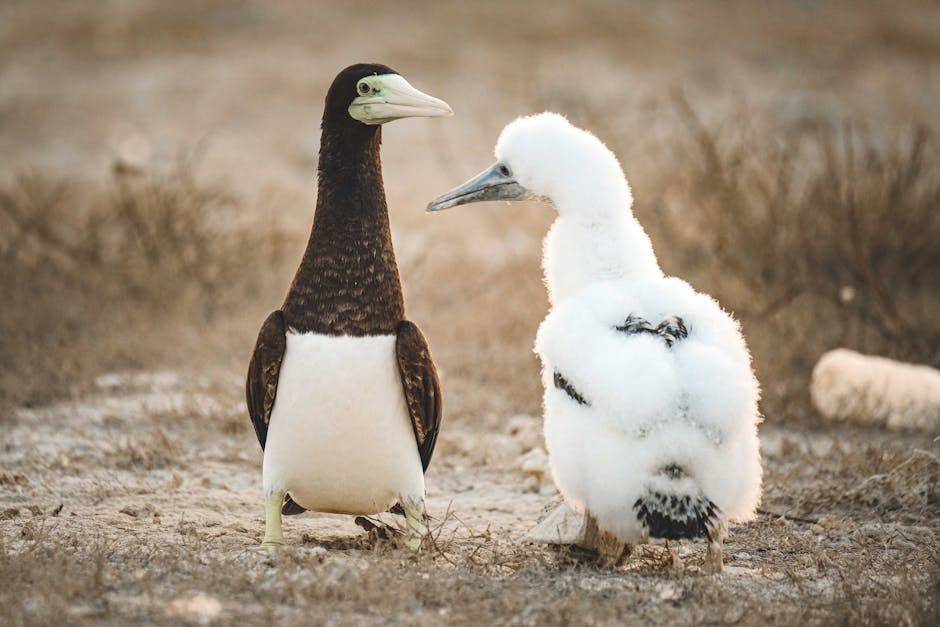An adult brown and white seabird stands next to a fluffy white juvenile bird on a sandy ground with sparse grass.