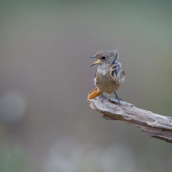A small brown bird with a slightly open beak is perched on the end of a weathered branch, with a blurred green and gray background.