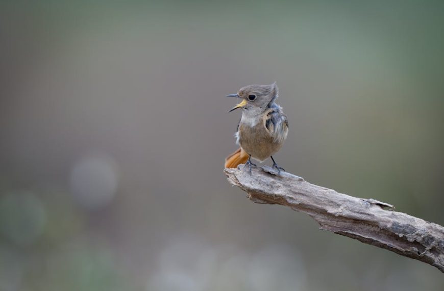 A small brown bird with a slightly open beak is perched on the end of a weathered branch, with a blurred green and gray background.