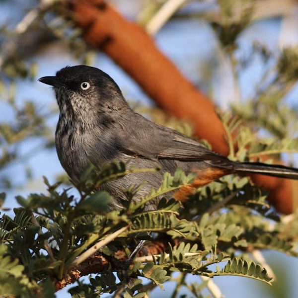 A small gray bird with a dark head and white eye ring perches on leafy branches with brown stems in the background.