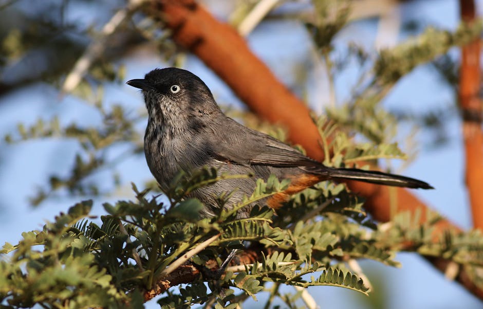 A small gray bird with a dark head and white eye ring perches on leafy branches with brown stems in the background.