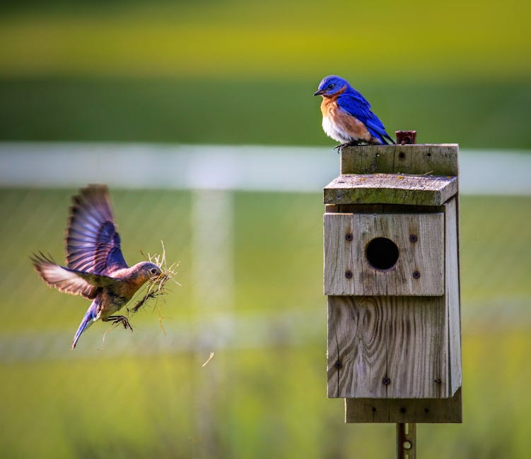 Two bluebirds are at a wooden birdhouse; one perches on top while the other carries nesting material in its beak while flying toward the box.