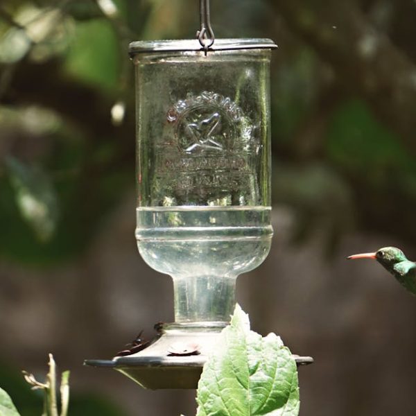 A hummingbird hovers near a clear glass feeder outdoors, surrounded by green foliage.