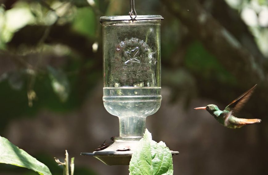 A hummingbird hovers near a clear glass feeder outdoors, surrounded by green foliage.