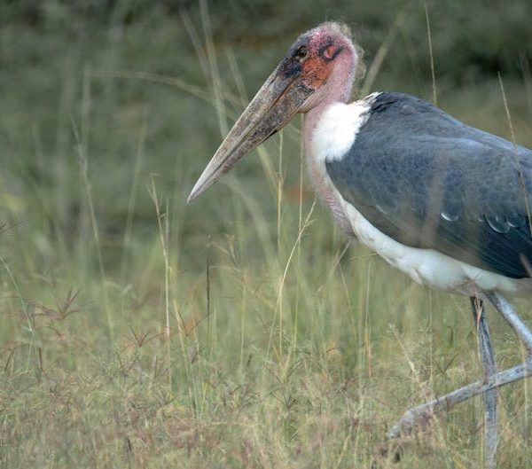 A marabou stork with dark wings, a long beak, and a bare pink head stands in tall grass.