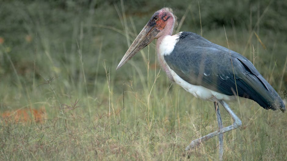 A marabou stork with dark wings, a long beak, and a bare pink head stands in tall grass.