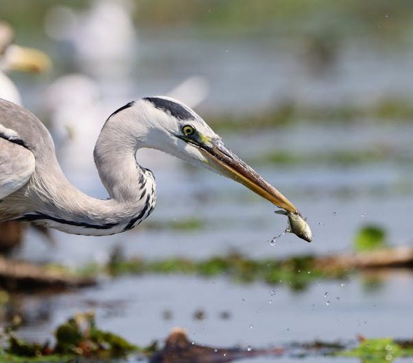 A heron standing in shallow water catches a small fish in its beak, with blurred water and vegetation in the background.