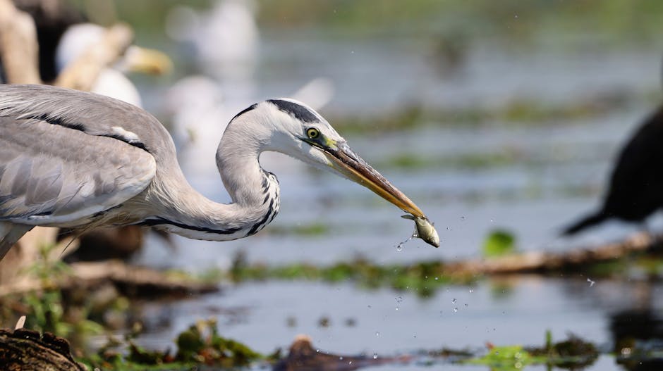 A heron standing in shallow water catches a small fish in its beak, with blurred water and vegetation in the background.