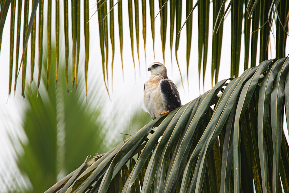 A hawk is perched on a palm tree branch, surrounded by green palm fronds, with a blurred background of more foliage.