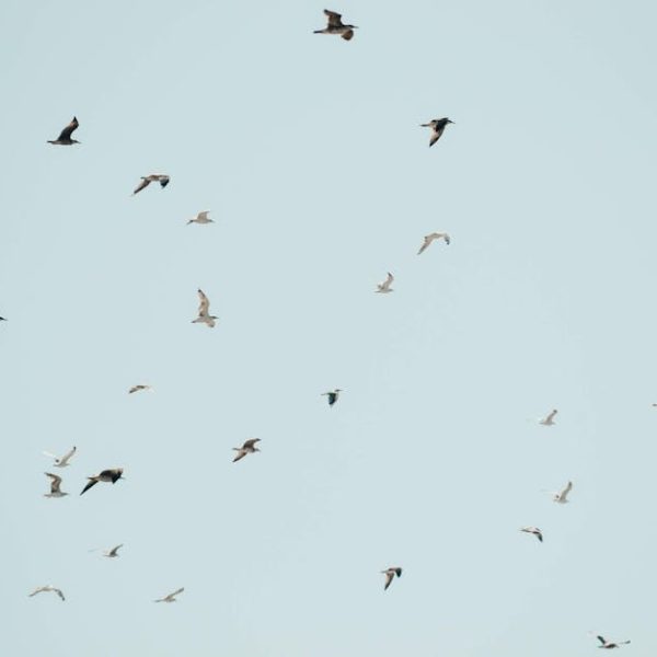 A flock of birds is seen flying against a clear, pale blue sky.
