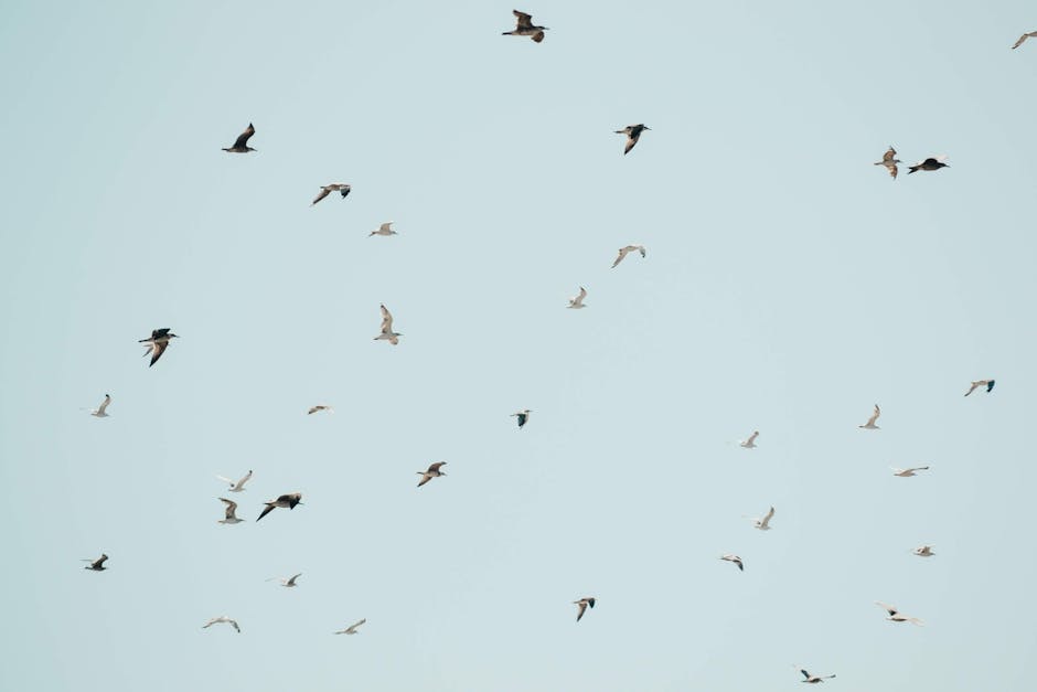A flock of birds is seen flying against a clear, pale blue sky.