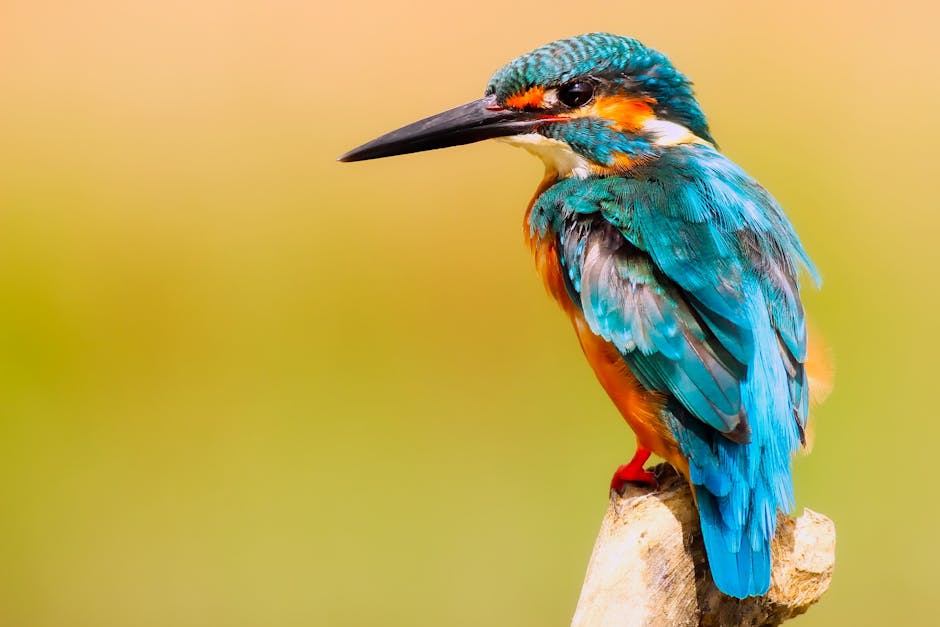 A vibrant blue and orange kingfisher bird is perched on a small branch against a soft, blurred background.