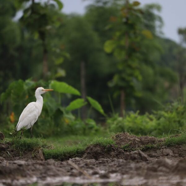 A white egret stands on muddy ground in a lush, green, outdoor setting with trees and plants in the background.