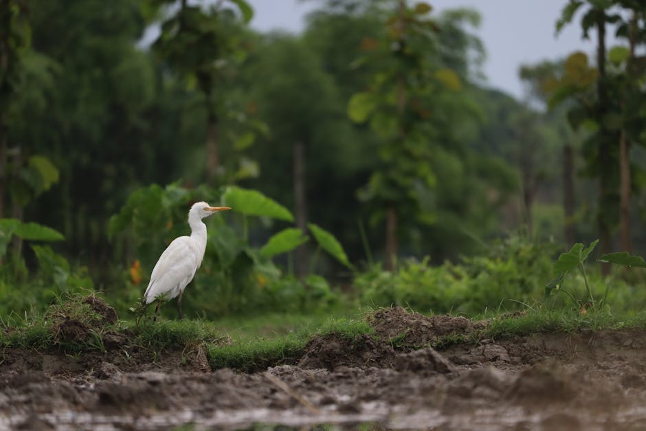 A white egret stands on muddy ground in a lush, green, outdoor setting with trees and plants in the background.