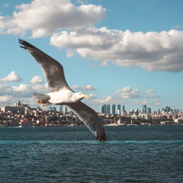 A seagull flies over blue water with a city skyline and scattered clouds in the background.