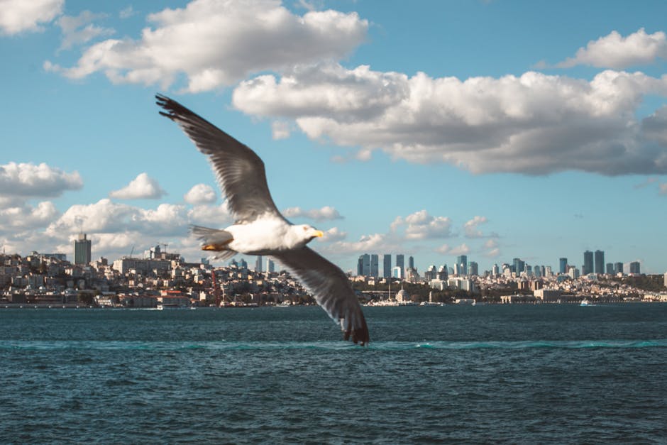 A seagull flies over blue water with a city skyline and scattered clouds in the background.