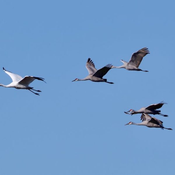 Five cranes are flying in a clear blue sky, with one white crane and four gray cranes visible in the image.