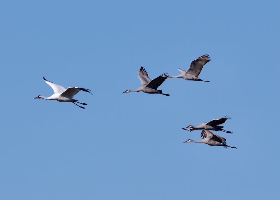 Five cranes are flying in a clear blue sky, with one white crane and four gray cranes visible in the image.