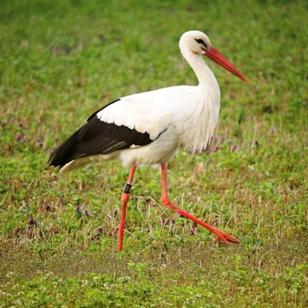 A white stork with black wing tips and red legs walks on grassy ground.