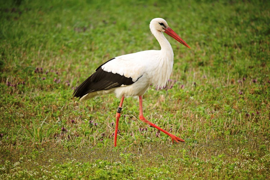 A white stork with black wing tips and red legs walks on grassy ground.