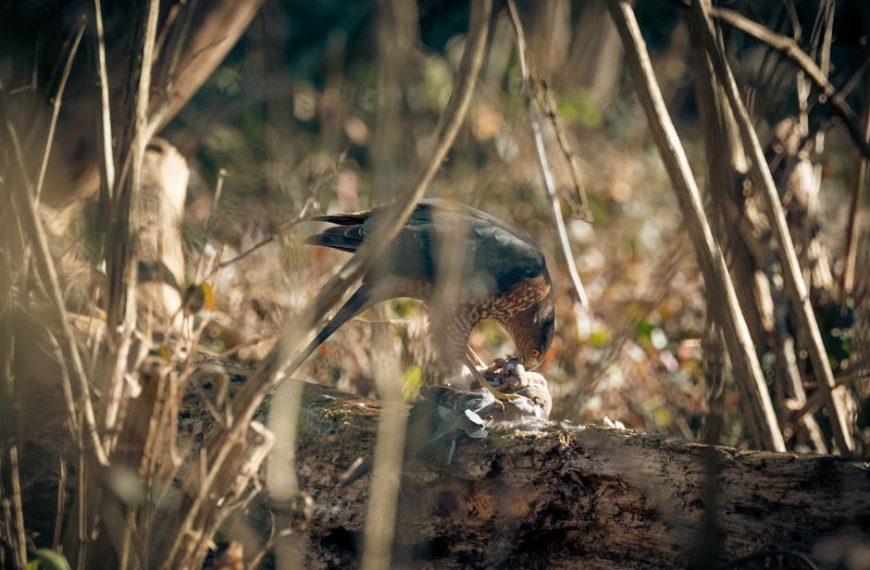 A bird of prey stands on a tree trunk, feeding on its catch amid dry branches in a forested area.