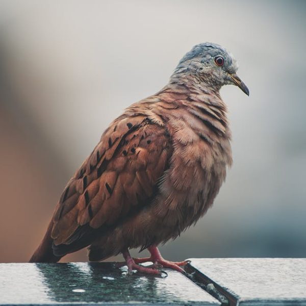 A brown pigeon with ruffled feathers stands on a concrete ledge, facing left, against a blurred background.