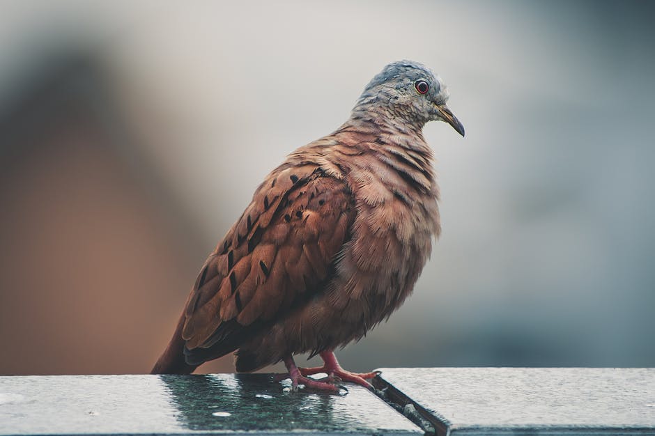 A brown pigeon with ruffled feathers stands on a concrete ledge, facing left, against a blurred background.