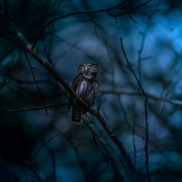 A small owl is perched on a tree branch at night, surrounded by dark, blurred branches and a blue-toned background.
