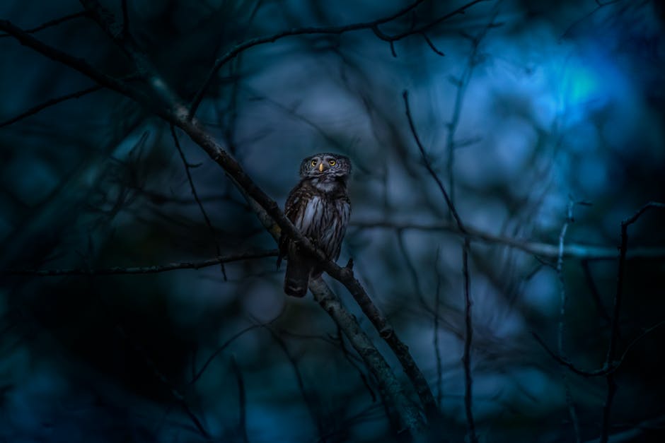 A small owl is perched on a tree branch at night, surrounded by dark, blurred branches and a blue-toned background.