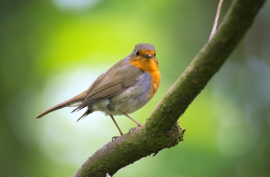 A small bird with a reddish-orange chest and brown feathers perches on a branch against a blurred green background.