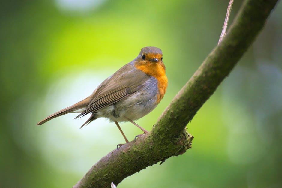 A small bird with a reddish-orange chest and brown feathers perches on a branch against a blurred green background.