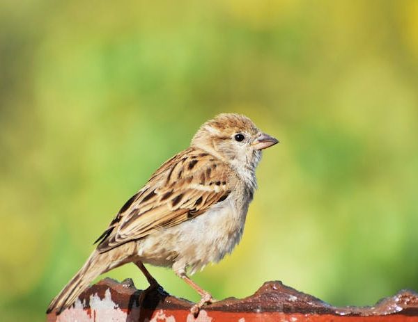 A small brown sparrow perched on a rusted metal surface with a blurred green and yellow background.