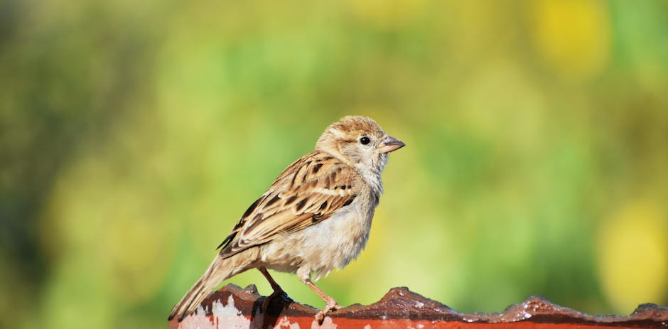 A small brown sparrow perched on a rusted metal surface with a blurred green and yellow background.