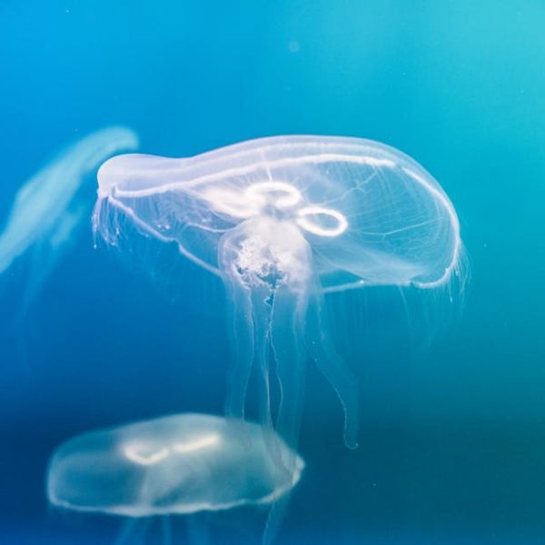 Two translucent jellyfish float in clear blue water, showcasing their delicate tentacles and circular body structures.