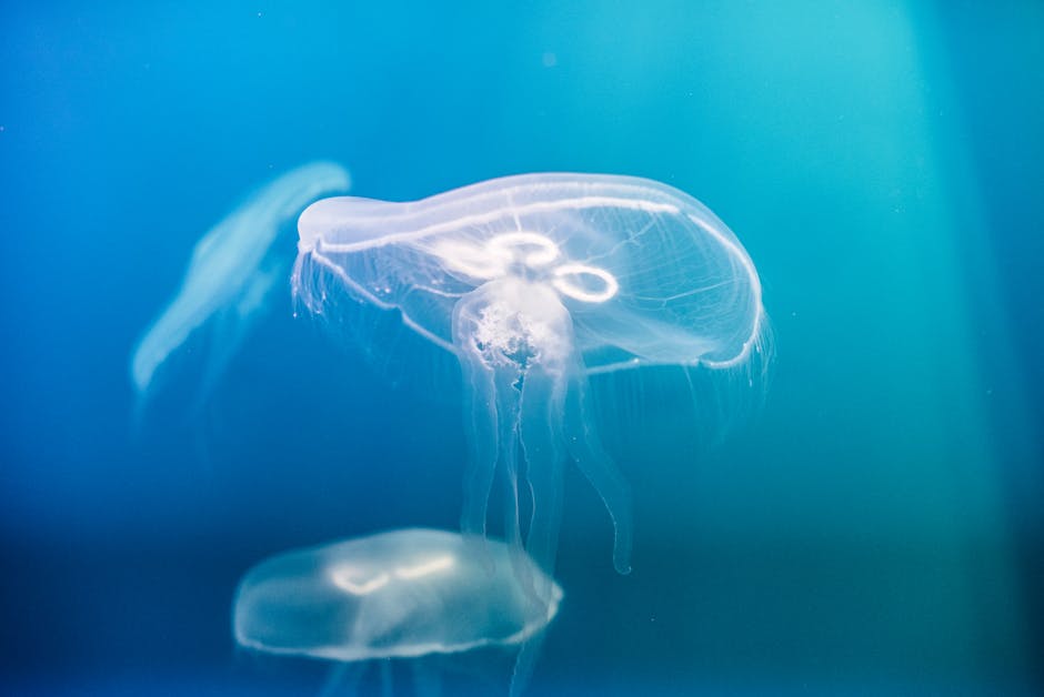 Two translucent jellyfish float in clear blue water, showcasing their delicate tentacles and circular body structures.