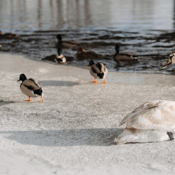 A swan sits on icy ground near water, with several ducks walking and swimming nearby.