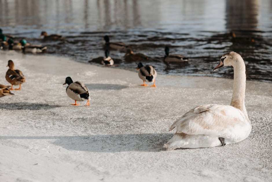 A swan sits on icy ground near water, with several ducks walking and swimming nearby.