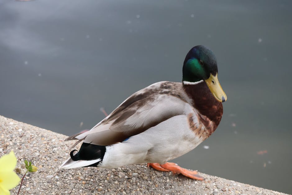 A male mallard duck with a green head and yellow bill stands on a concrete edge near water.