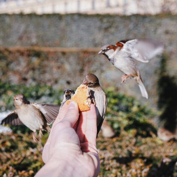 Why Are My Birds Fighting? Causes and Solutions Unveiled