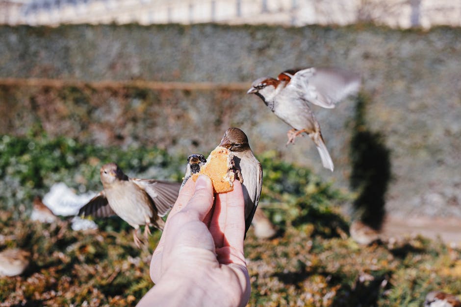 A person holds out food as several small birds, including one in mid-flight, gather around and perch on their hand in an outdoor setting.