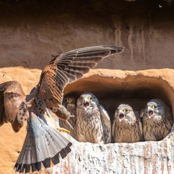 An adult bird with wings spread approaches a nest where three chicks with open beaks are waiting to be fed, nestled in a hole in a clay wall.