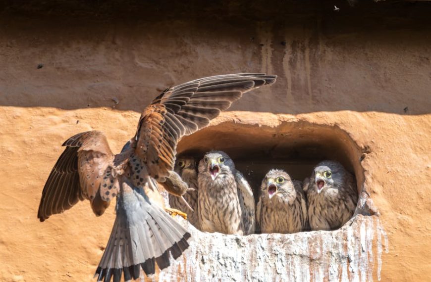 An adult bird with wings spread approaches a nest where three chicks with open beaks are waiting to be fed, nestled in a hole in a clay wall.