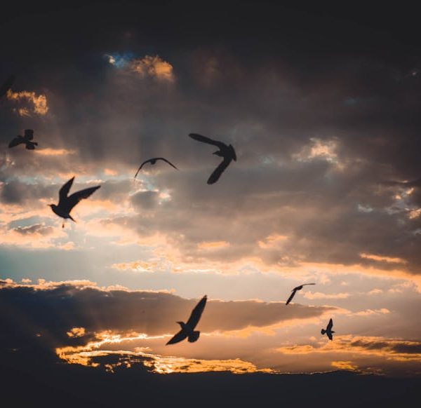 A group of birds is flying in the sky at sunset with dark clouds and orange sunlight in the background.