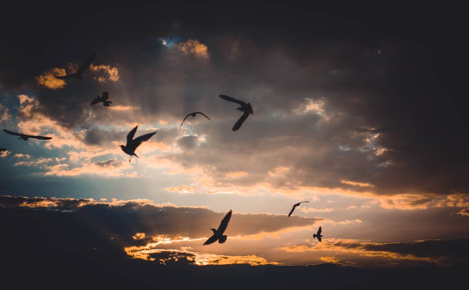 A group of birds is flying in the sky at sunset with dark clouds and orange sunlight in the background.