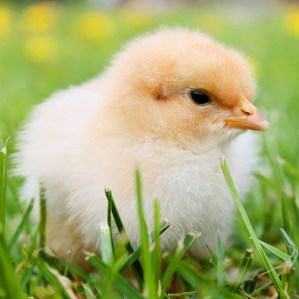 A fluffy yellow chick stands on green grass with blurred yellow flowers in the background.