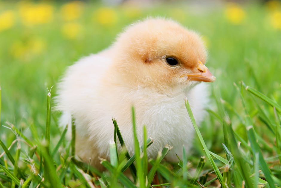A fluffy yellow chick stands on green grass with blurred yellow flowers in the background.
